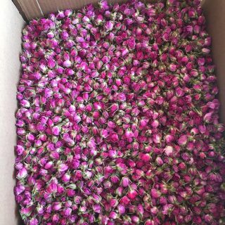 خرید غنچه گل محمدی فله قیمت عمده